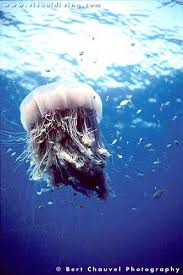Giant lions mane jellyfish