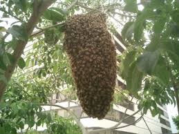 صور النحل Killer-bee-swarm