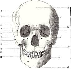    head&neck Cranium_human_front001
