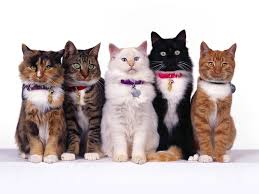 Cat Breeds And Pictures