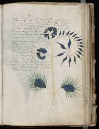 of the Voynich manuscript