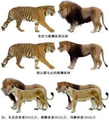 lions tigers