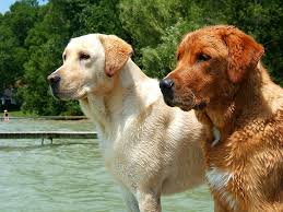 File:Labrador Retrievers