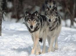 الذئب 21275wolf