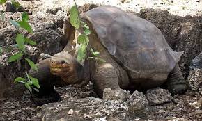 �Lonesome George� may be