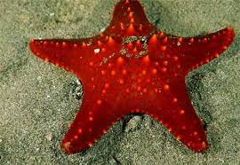 photos starfish