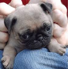 Pugs dancing video Puppies first snow