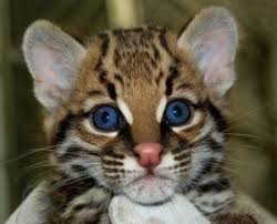� Brazilian ocelot born in zoo