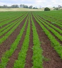 farm fr google image search