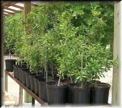 Toomers Corner trees.