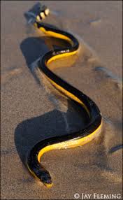 yellow bellied sea snakes