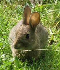 cute bunnys 20040806-rabbit
