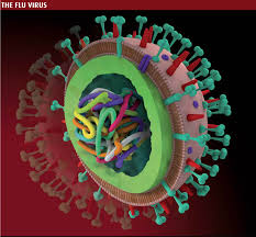 http://t1.gstatic.com/images?q=tbn:_fQ9p3LP8bZCKM:http://www.ucr.ac.cr/fotos_noticias/Virus_influenza_A_H1N1_May_2009.jpg