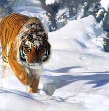 النمر السيبيري حيوان مهدد بالانقراض Tyger_Tyger-SiberianTiger_on_snow-Painting