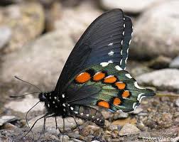 black butterflies