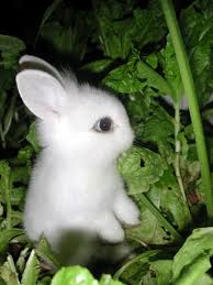 Cute Bunny Blog.