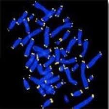 telomeres appear as bright