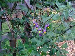purple flower vine