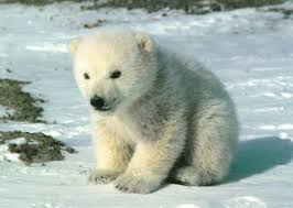 Polar Bears Cute_polar_bear