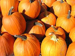 pumpkins bend oregon pumpkins bend oregon