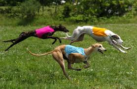 greyhounds racing,