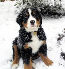 The Bernese Mountain Dog