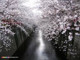 Camino de Cerezos en Flor
