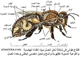 صور النحل Bee_systems