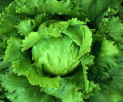 lettuce