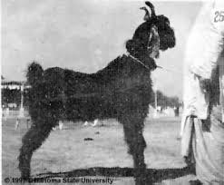 صورة قديمة للماعز الباكستاني NACHI2