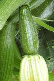 Courgette One Ball Yellow