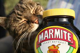 Marmite cat