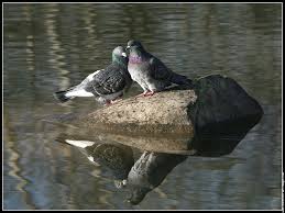 صور للحمام Galerie-membre,oiseau-pigeon,2-pigeons-fei