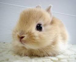 Top 10 cutest bunnies youll