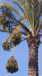 Huile de palme: la Suisse en importe trois fois plus qu'en 1998 Palm-oil-fr