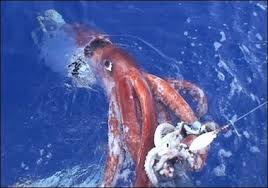in a Colossal Squid