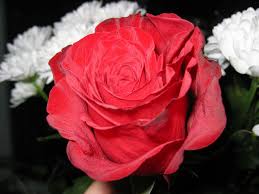 bientôt la fête des amoureux Rose_and_Asters_Bouquet