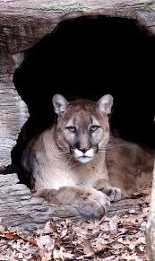 The eastern cougar