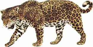 jaguar wild cat