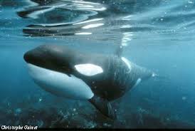 [News] Le réchauffement plonge orques dans l'obesité Po04_01