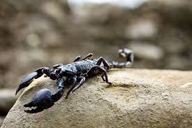 black emperor scorpions