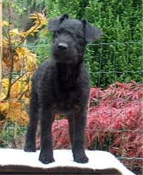 black Lakeland Terrier.
