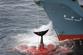 Whale Wars: The Sea Sheppard