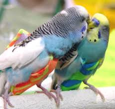 pictures of parakeets
