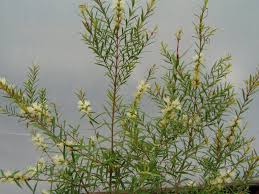 Melaleuca linarifolia