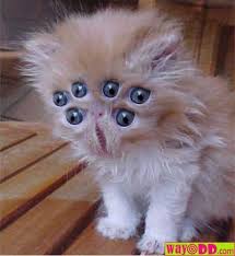 صور حيوانات غريبة Funny-pictures-alien-kitten-GXm