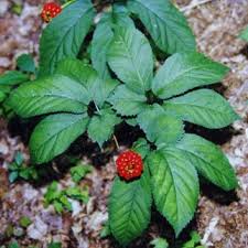 Ginseng and Mayapple
