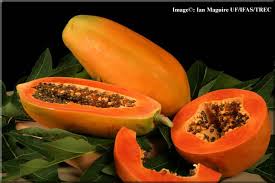 isbibbio - The Power of Papaya