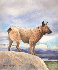 #OE509 Cocky Queensland Heeler