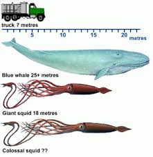of the colossal squid